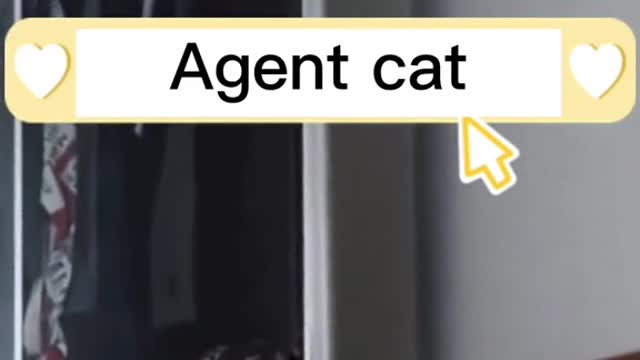 Agent 🐈