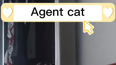 Agent 🐈