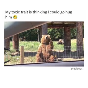 Best BEAR video I've EVER seen