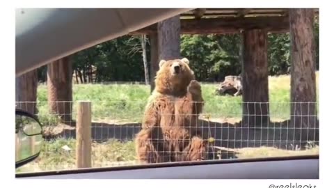 Best BEAR video I've EVER seen