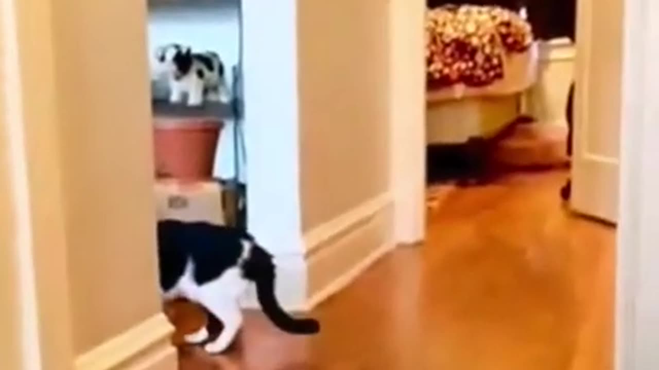 Funny animal video