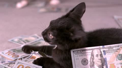 Money falling on top of kitten slow motion