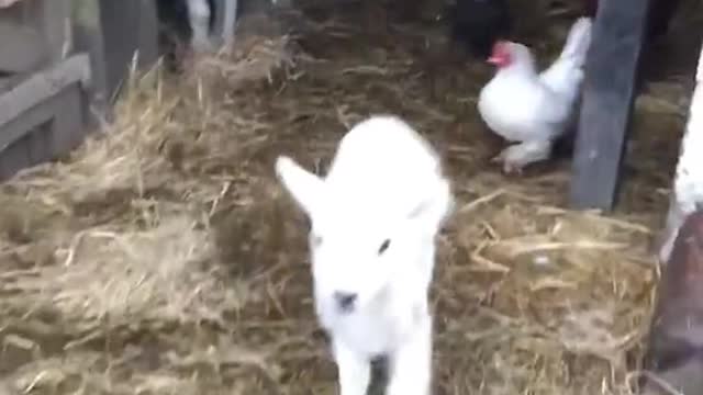 Lord, we've seen what you've done for others... 💕🦆✨🐑🎉 (Via - Chris F.)