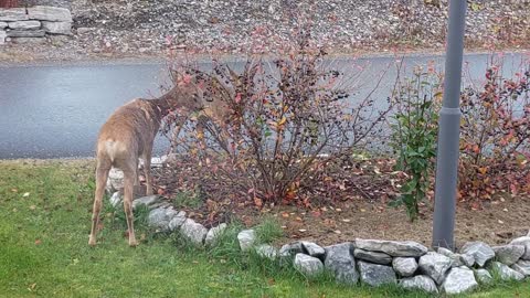 Three deers in the garden.