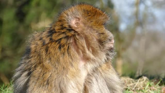 Barbary monkey Morocco