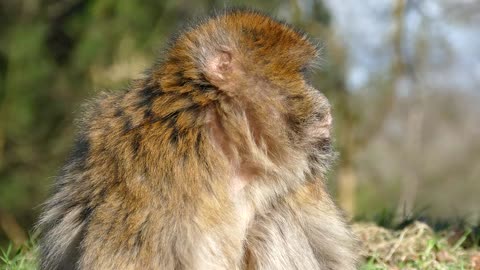 Barbary monkey Morocco