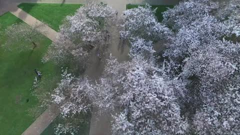 Filmación con drone capta las flores de cerezo en el campus de una universidad