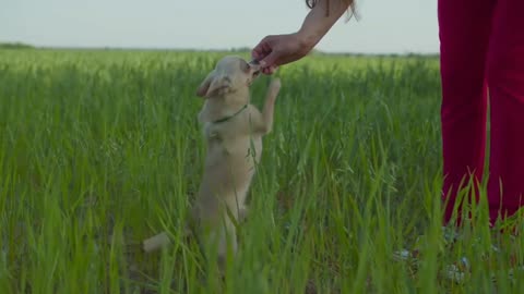 Looking adorable cute Puppy's