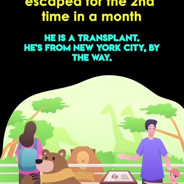 Bear Escapes from St. Louis Zoo for 2nd Time