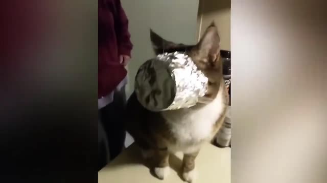 Cat Got A Sliver Foil Stuck On His Face