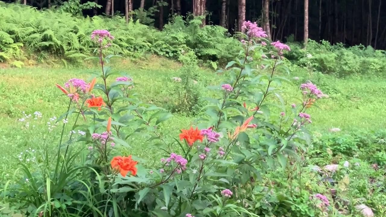 Evening Crickets with Tiger Day Lilies