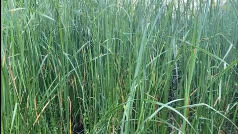 plants growing by the river