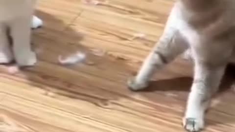 Cat Olympics Hilarious Feline Fails and Wins!