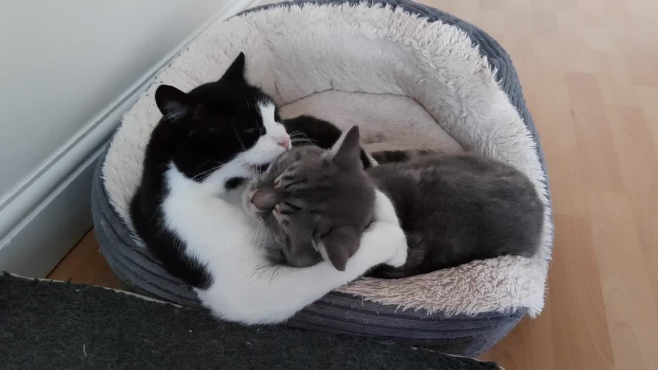 Cat Adorably Hugs And Kisses Other Cat