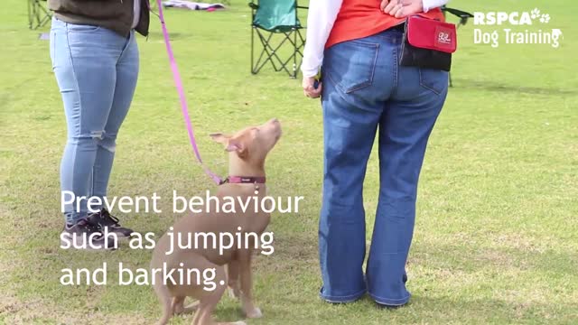 Dog training video