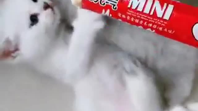 Aww cute cat funny videos videos