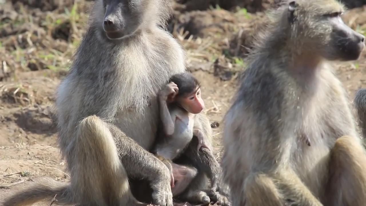 Baboon caring his child #Baboons