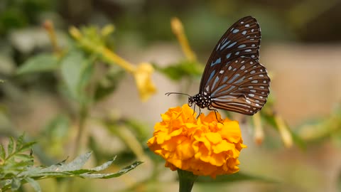 A butterfly checking out a nice orange flower