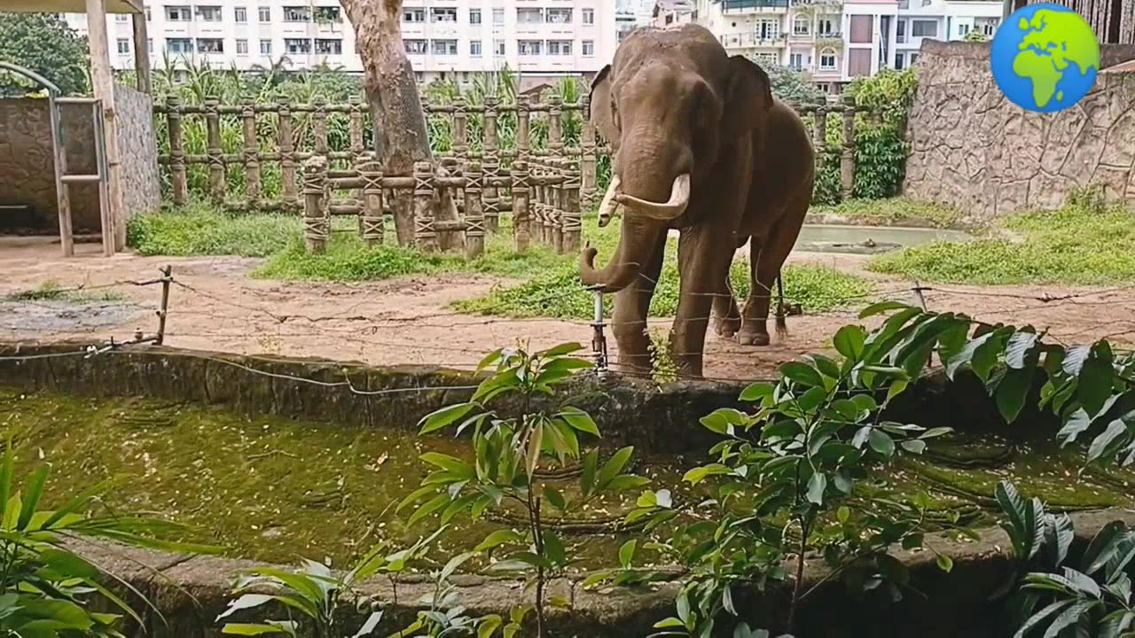 Funny Elephant dancing viral video.