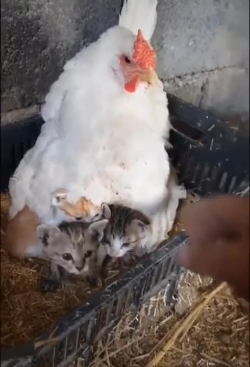 A mother hen is gonna mother hen