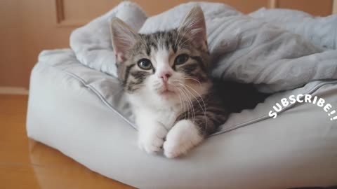 Kitten Coco stands up many times when he smells carbonated water