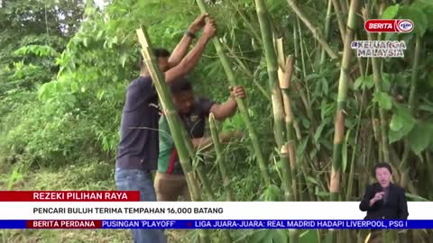 8 NOVEMBER 2022 – BERITA PERDANA – REZEKI PILIHAN RAYA ; PENCARI BULUH TERIMA TEMPAHAN 16,000 BATANG