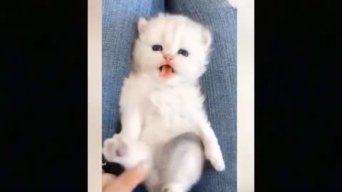 FUNNY ANIMALS Funny cats Funny videos Funny #9