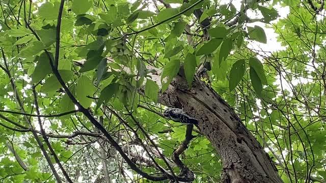 Wood pecker digging out a nest?