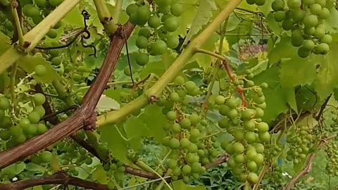 Weintrauben im Garten