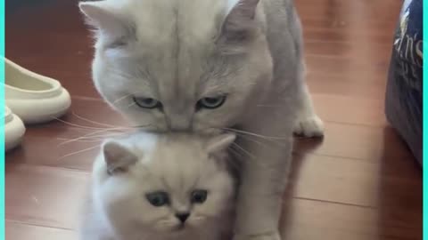 Meow Meow😍