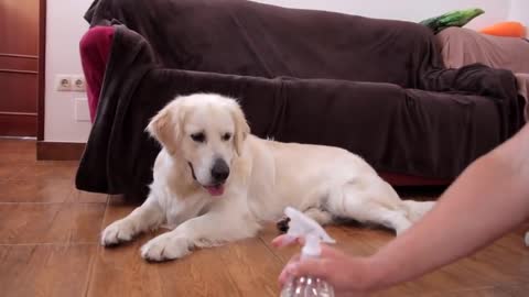 Funny Dog Reaction to Water Sprayer [BEST REACTION EVER]