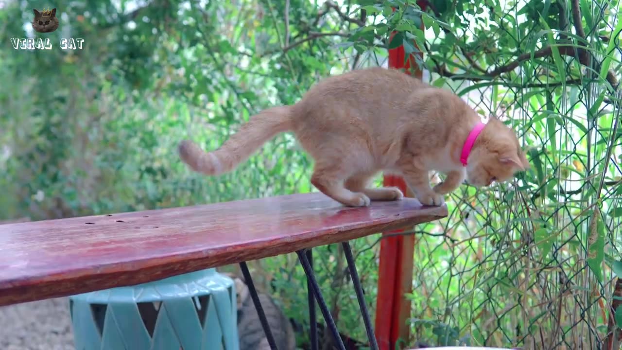Cats and Kittens Beautiful Scenes