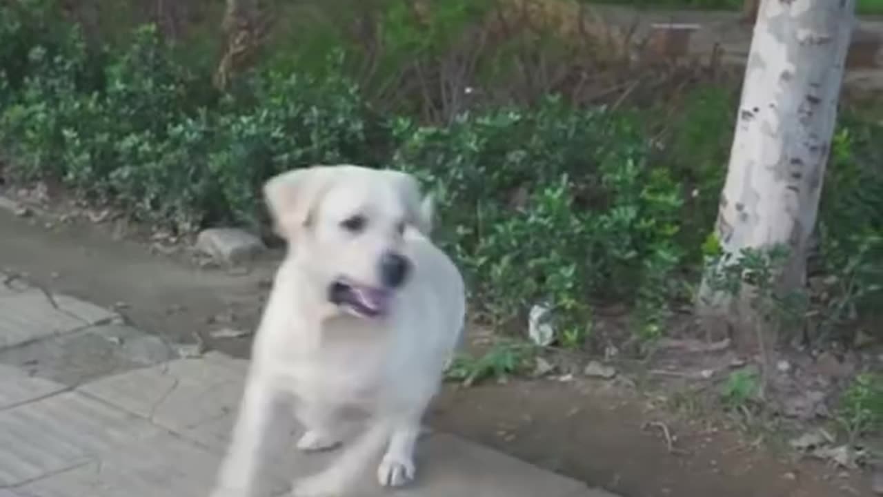 DOG SAVE BLIND MAN LIFE 😚😚😗 #SHOTS #DOGSAVE #YOUTUBESHOTS