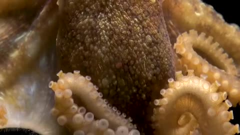 A red octopus blessing your feed #PhotoArk #shorts