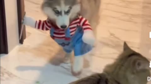 #Funnyanimals, Good Dog Attacks and Cuts up a Bad Cat