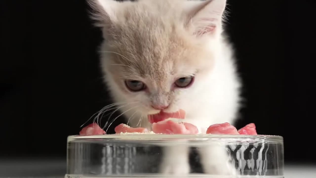 [baby Cat cute and Broadcasting ASMR] fresh beef is very delicious