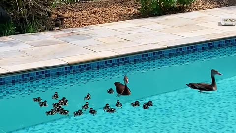 Family of Ducks Swim in My Pool