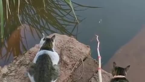 Best_Fishing_Video_🐟_Amazing_Fishing_🔴_BigFishingTV_🔴_Tik_Tok_China_#shorts(7)