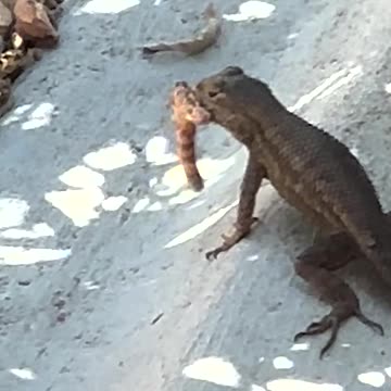 Lizard eats insect