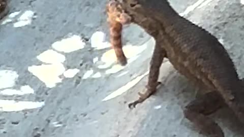 Lizard eats insect