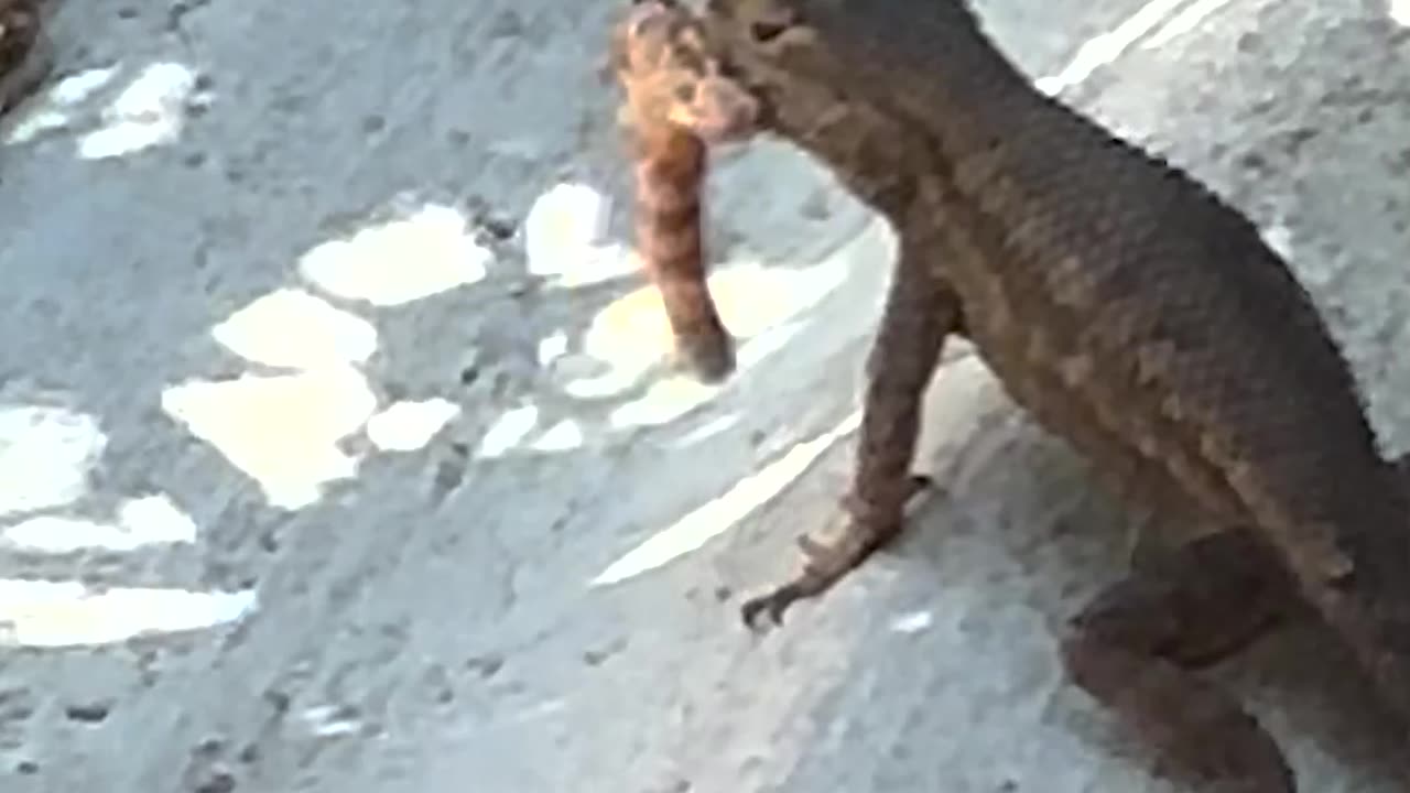 Lizard eats insect