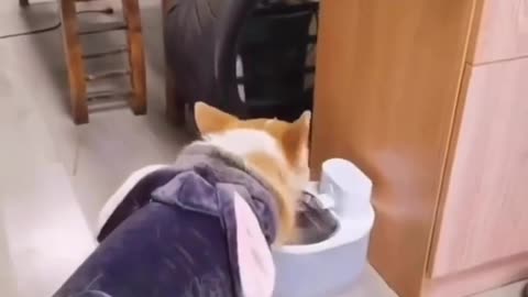 Corgi: Wait. I'll take a sip of water first || funny video || 2023