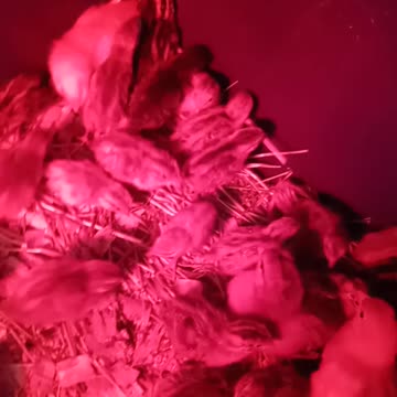 Flock it Farm: Baby quail incubates under a pogeon