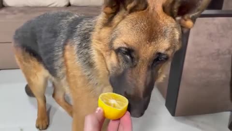 My German Shepherd Reacts to Trying Lemon!