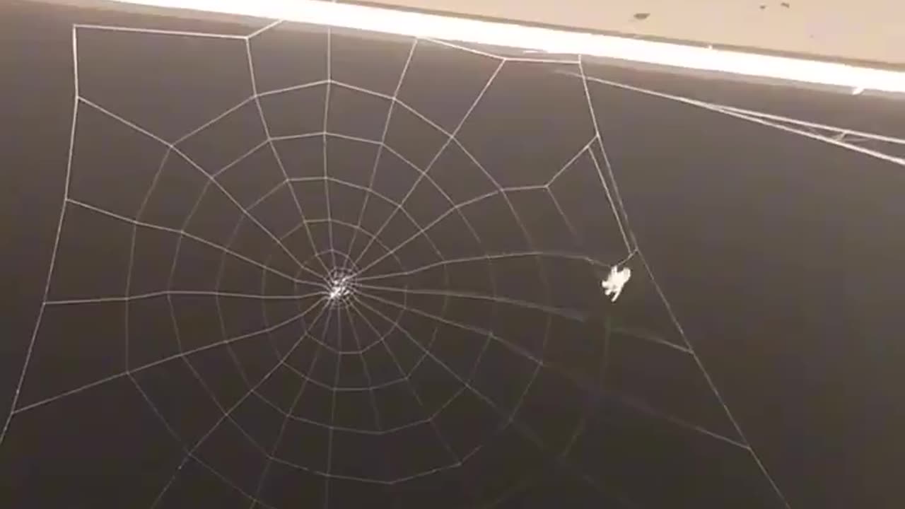 Engineering 🕸️🕷️