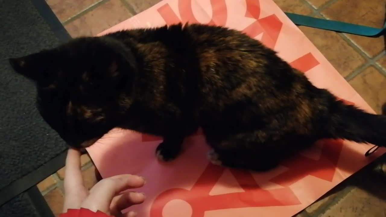 Just 30 seconds of Sasha (cat video)