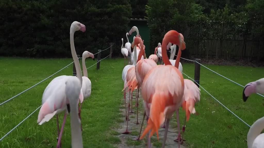 Flamingos