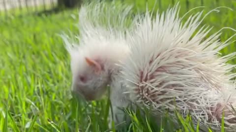 Albino baby porcupine