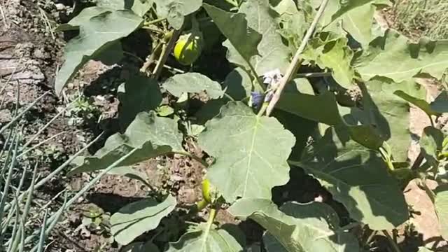 eggplant tree healthy