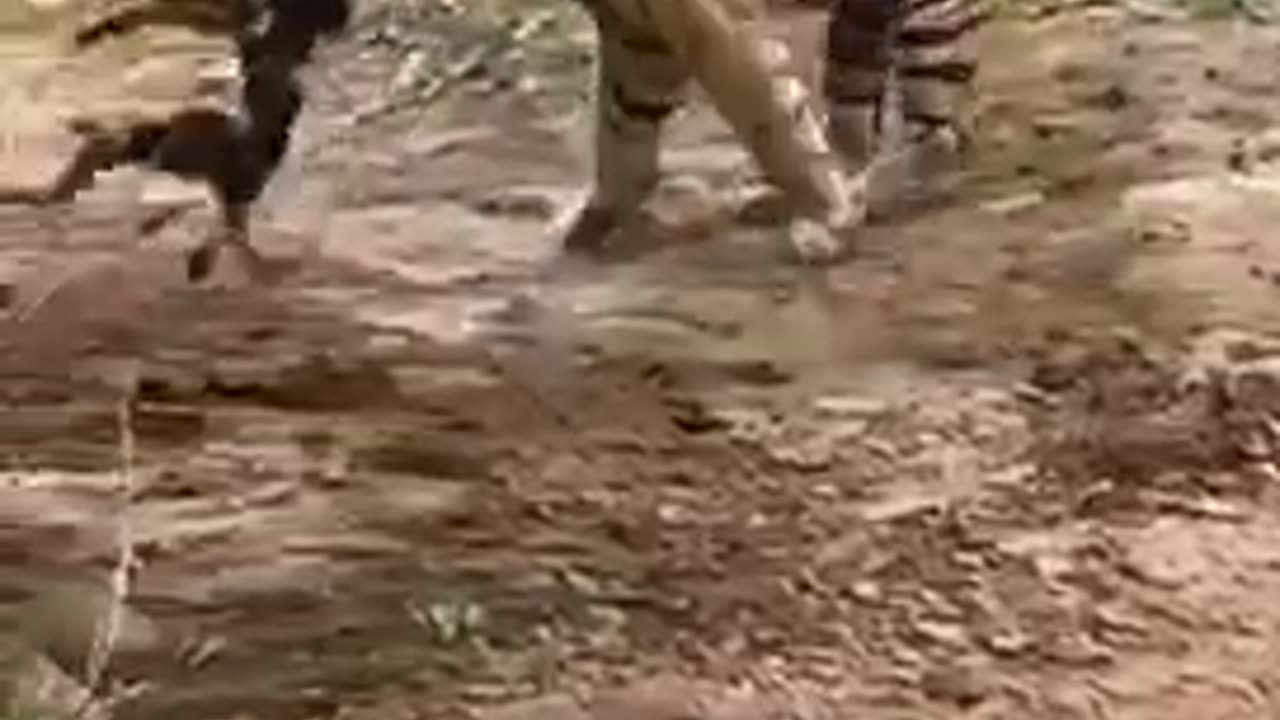 Tiger kills poor dog 🐕‼️🙁